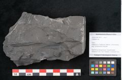 Foto (Objekt + Etikett) von Callipteris sp.  (NHMW-GEO-2024-0188-10917)